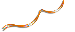 DNA-Strang